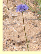   (Jasione Montana L.)